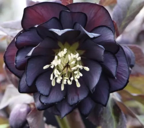 Hellebores Winter Jewels 'Slate Double' (2 Plants)