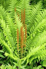 Osmunda Cinnamomea Cinnamon Fern Bare- Root