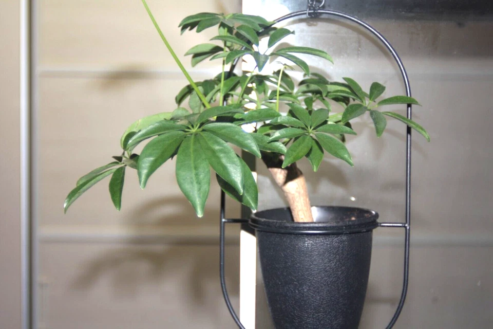 [Exc] Canon Nuevo objetivo gran angular FD NFD 28mm f/2.8 de JAPAN2340442 - Imagen 2 de 4