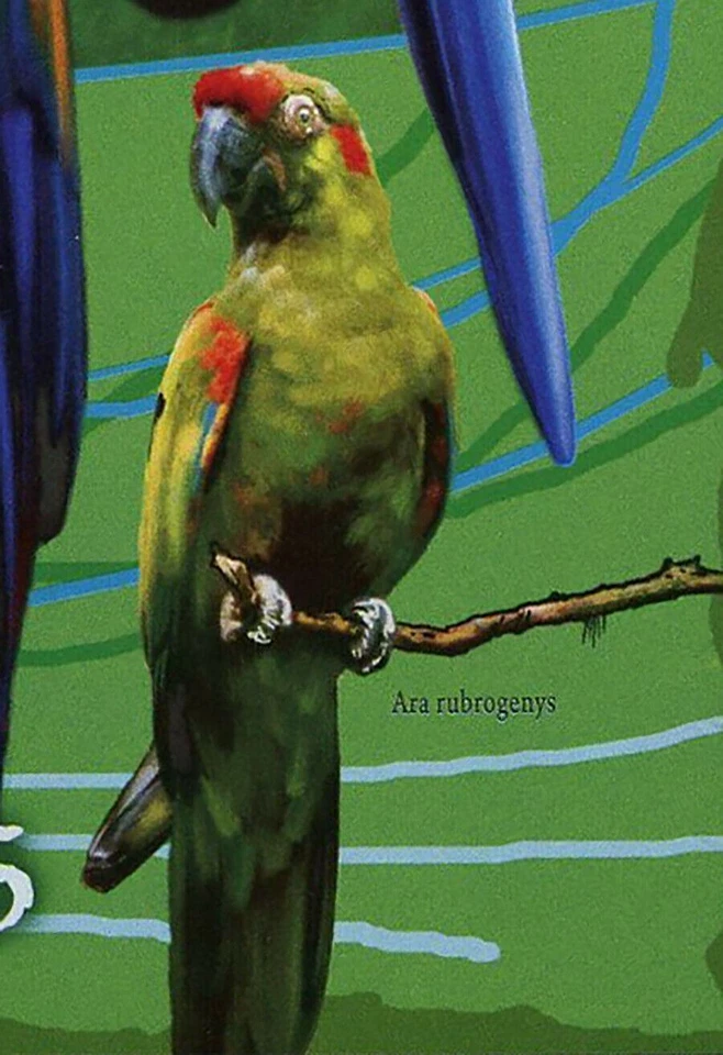 Sello de loros pájaro John James Audubon Ara Severa Ara Rubrogenys S/S MNH Foto 3 de 4