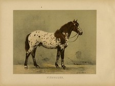 Antique Print-pinzgauer Horse-noriker-austria-pl. 22-volkers-1880