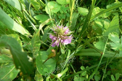 Photo 6x4 Orchid on Far Ings Nature Reserve Barton Waterside Tentatively  c2010
