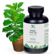 Fiddle Leaf Fig Tree Ficus Lyrata (and Ficus Audrey) 8 oz Bottle Professional Li