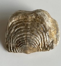 Leptagonia analogaeformis , Brachiopode, Mittl. Devon, Rommersheim, Eifel