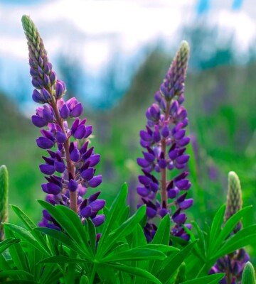 Blaue Lupine Saatgut 5 kg Samen Saat Grndngung Bodenverbesserer  Bitterlupine | eBay.de
