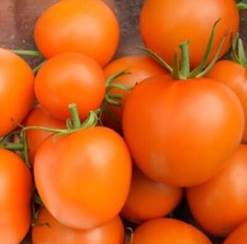 35 Graines - Tomate Orange Queen - Ancienne - Semences Paysannes - BIO