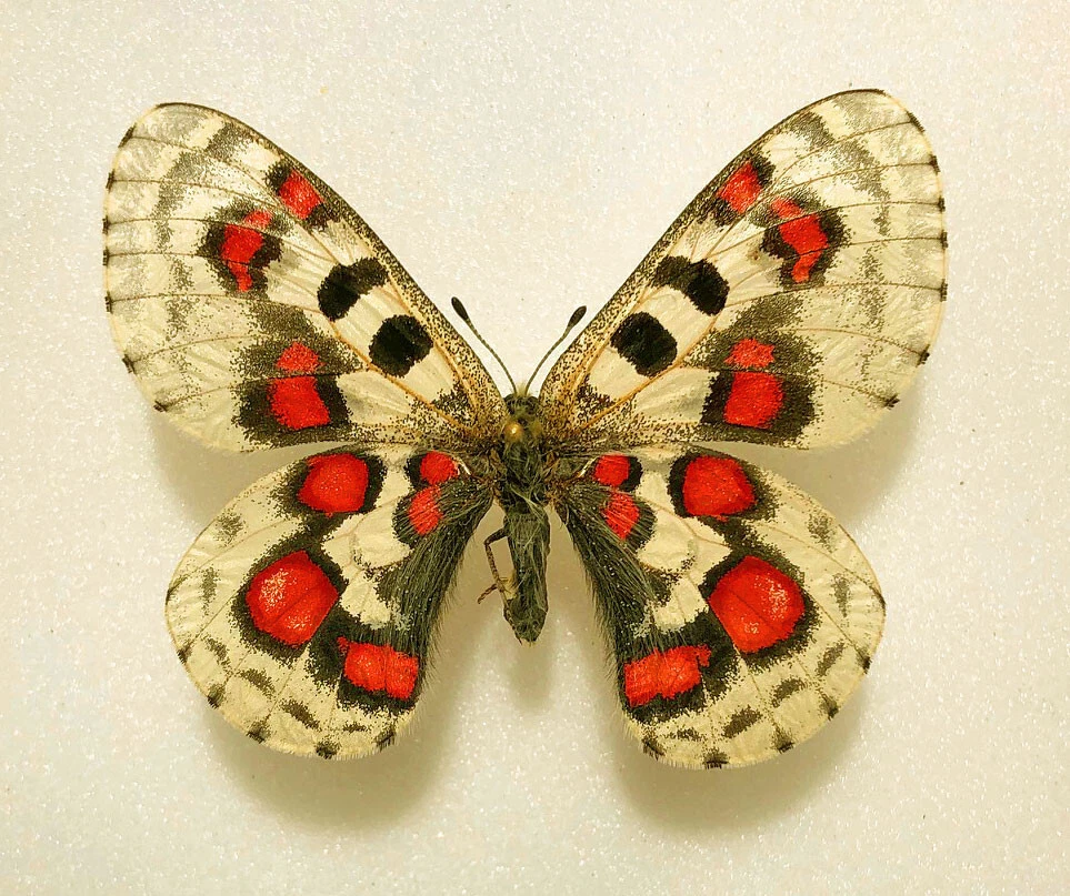 p.nomion p.nomion koiwayai（KOIKEYA Pride Potato kami nori shio  