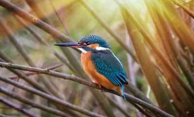 Wandbild: Schöne Naturszene mit Eisvogel Alcedo atthis. Wildtieraufnahme [...]