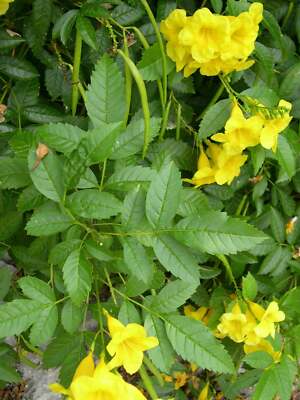 Organic Tecoma Stans Seeds - Yellow Bells, Yellow Elder Shrub, 25+ Seeds (Zone 9)