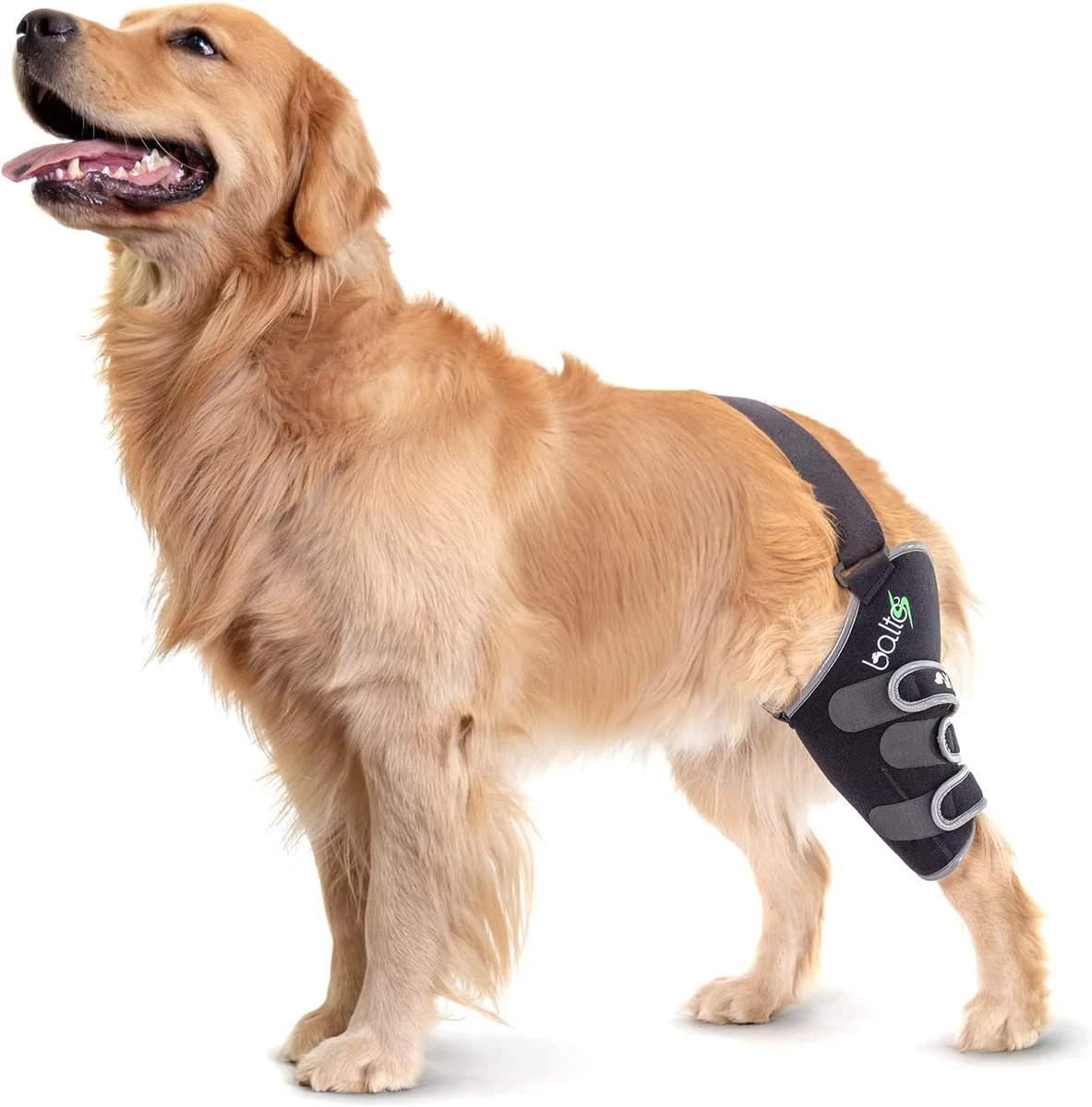 Ccl braces for dogs cheap