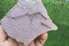 Eocrinoid (Ascocystites) Fossil From Morocco &ndash; Authentic Ordovician Echinoderm