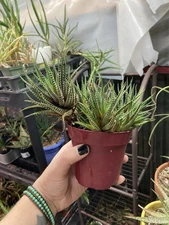 Haworthiopsis attenuata 4” Pot Live Succulents