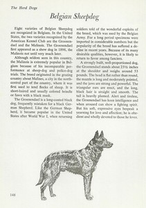 The Belgian Sheepdog - CUSTOM MATTED - Vintage Dog Art Print - "G"