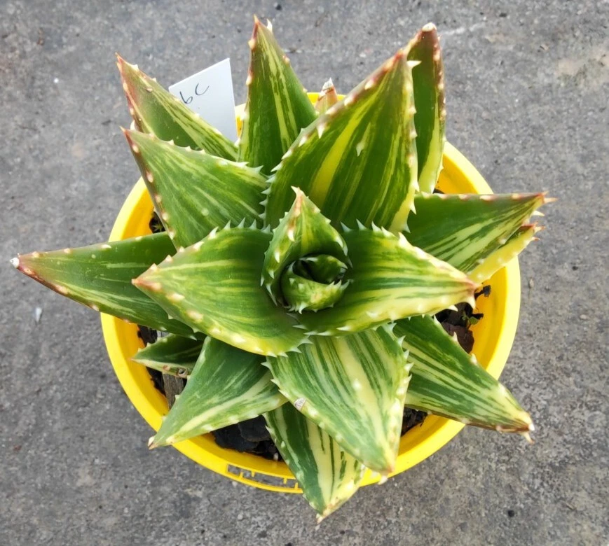 Aloe distans Sp Variegated, Large 🏵️ 14cm diameter nice Succulent plant
