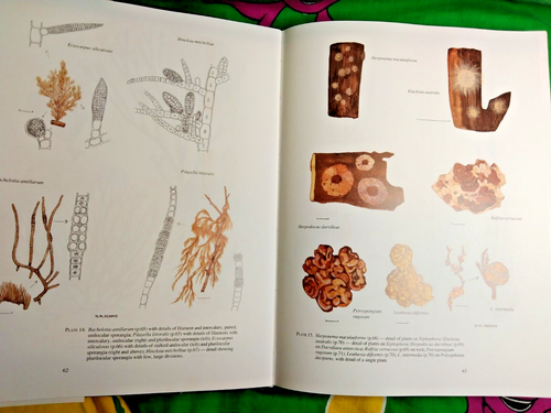 Seaweeds of New Zealand: An Illustrated Guide by Nancy M. Adams (HC, 1994) - Picture 13 of 16