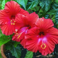 🌺🌺 MADAGASCAR HIBISCUS MOSCHEUTOS Hibiscus seed pack 10 Rose Of Sharon HSS784