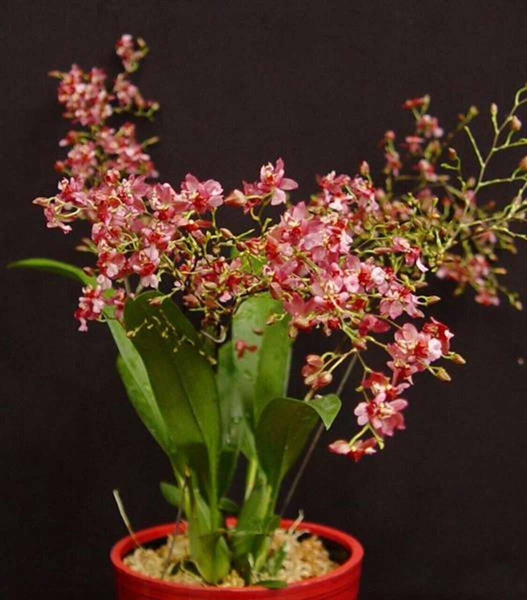 Oncidium twinkle 2024