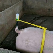 Pig Artificial Insemination Back Clamp Breeding Support Pig Breeding Supplies