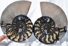 Large Black Ammonite Pair Crystals 110myo Dino Age Fossil XXL 174mm 6.9" 9544ee — photo 1
