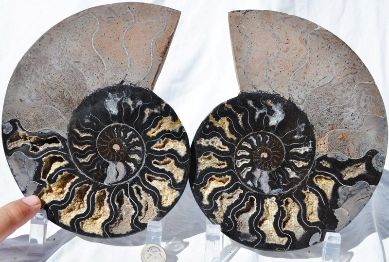 Large Black Ammonite Pair Crystals 110myo Dino Age Fossil XXL 174mm 6.9" 9544ee
