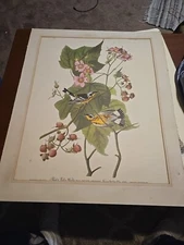 Black and Yellow Warbler By John James Audubon