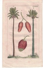 A.: Palma Sago Cycas circinalis e b. Palma da dattero, Phoenix dactylifera. 