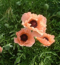 Türkischer Mohn Catharina - Papaver orientale