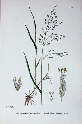 Original alter antiker Druck Holz Wiese Gras Botanik Pflanzen um 1902 Poa Nemoralis
