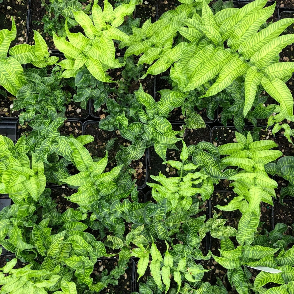 LIVE - Rare Golden Zebra Coniogramme emeiensis - Bamboo Fern Starter Plant - Image 3 of 4
