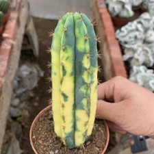 12CM Succulent Cactus Plant Cereus Pachanoi Variegated Cactaceae Beautiful Plant