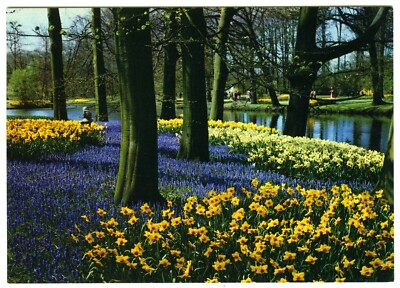 1970er Gebr Spanjersberg Postkarte Holland Blumen im Frühling Narzissen unbespielt