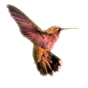 pink*hummingbird