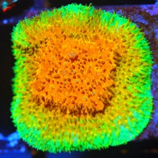 CORALS OF EDEN ~ Watermelon Psammocora Coral Frag - Live Coral for Sale LPS