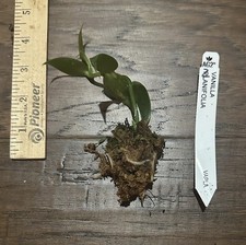 Vanilla Bean Orchid (v. planifolia) - 1 TC Plant Plug -1-3 in.- Rare Edible!!!