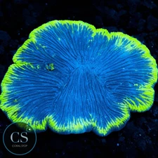 CS NEON TIDE DIASERIS PLATE CORAL COLONY 2-3" - WYSIWYG LIVE CORAL