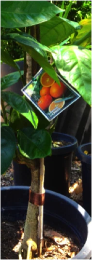 Picture 5 of 7