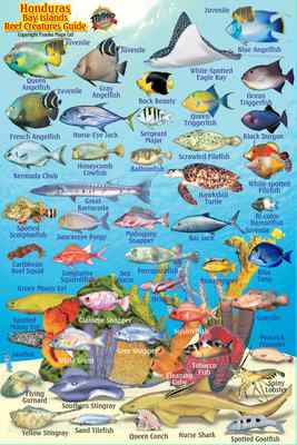 Franko Honduras Bay Islands Reef Creatures Guide Waterproof Fish ID Card 4'' x 6''