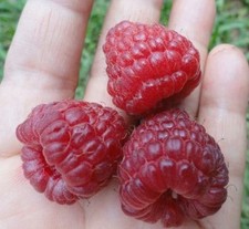 Heritage Raspberry Plants 10 Pack (semi dormant / bare root)