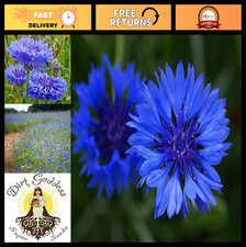 Non-GMO Cornflower Seeds - 90,000 Bulk Bachelor Button Seeds - Tall Blue Flowers