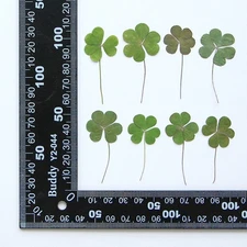 12PCS Real Pressed Dried heart shape leaves with stem, dark green color FSS89