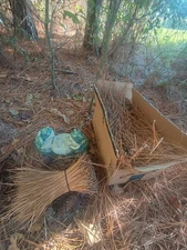 Louisiana Cajun Native LongLeaf Pine Needles 2 Pounds Garden Mulch Art Craft⚜️