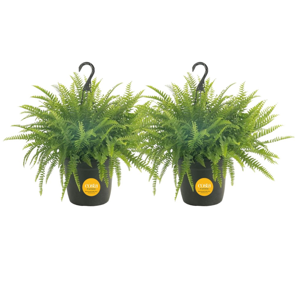 Premium Boston Fern Hanging Basket Plants (2 Pack) - Live Indoor Outdoor Ferns
