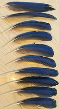 10 plumas de guacamayo azul y dorado de 8+” de largo, naturalmente fundidas, manualidades, decoración, etc.