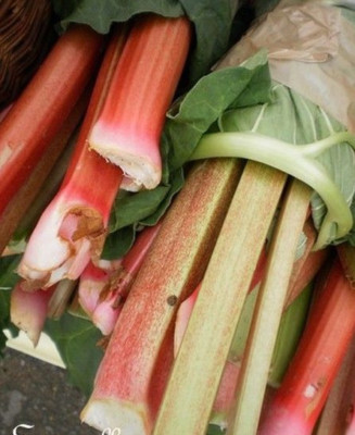 100 Graines De Rhubarbe Victoria - Pour Compotes, Tartes, Confitures - Facile à Cultiver, Tiges Rouges Et Charnues
