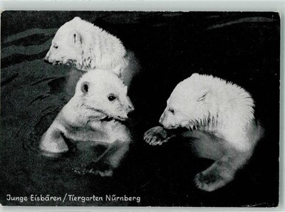 39894312 - 8500 Nuernberg Young Animals in the Zoo Eisbaer