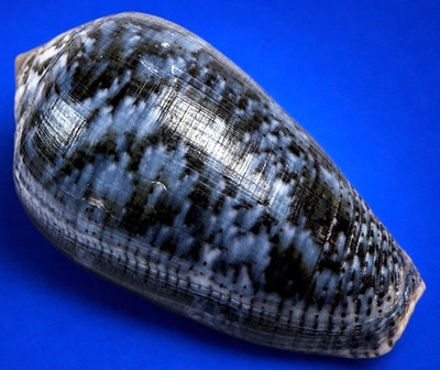 GEM conus monachus 44.1mm Cone shell w/ operculum and data label