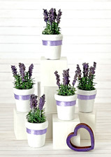 Miniatur 1:12 Puppenhaus - 1 Lavendel in wei�...
