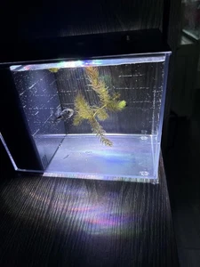 Petit kit d'aquarium 1 Réservoir de poisson Gallon avec LED Pompe de filtre à lumière pour Betta