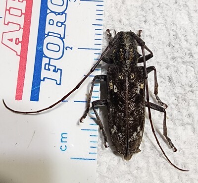 Cerambycidae Monochamus species 23.65mm Indiana #25o Longhorn Beetle Insect