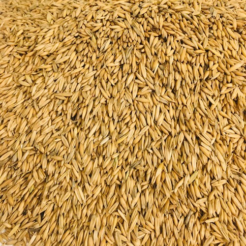 Whole Grain Oats Animal Feed Unhulled  - Afbeelding 3 van 4